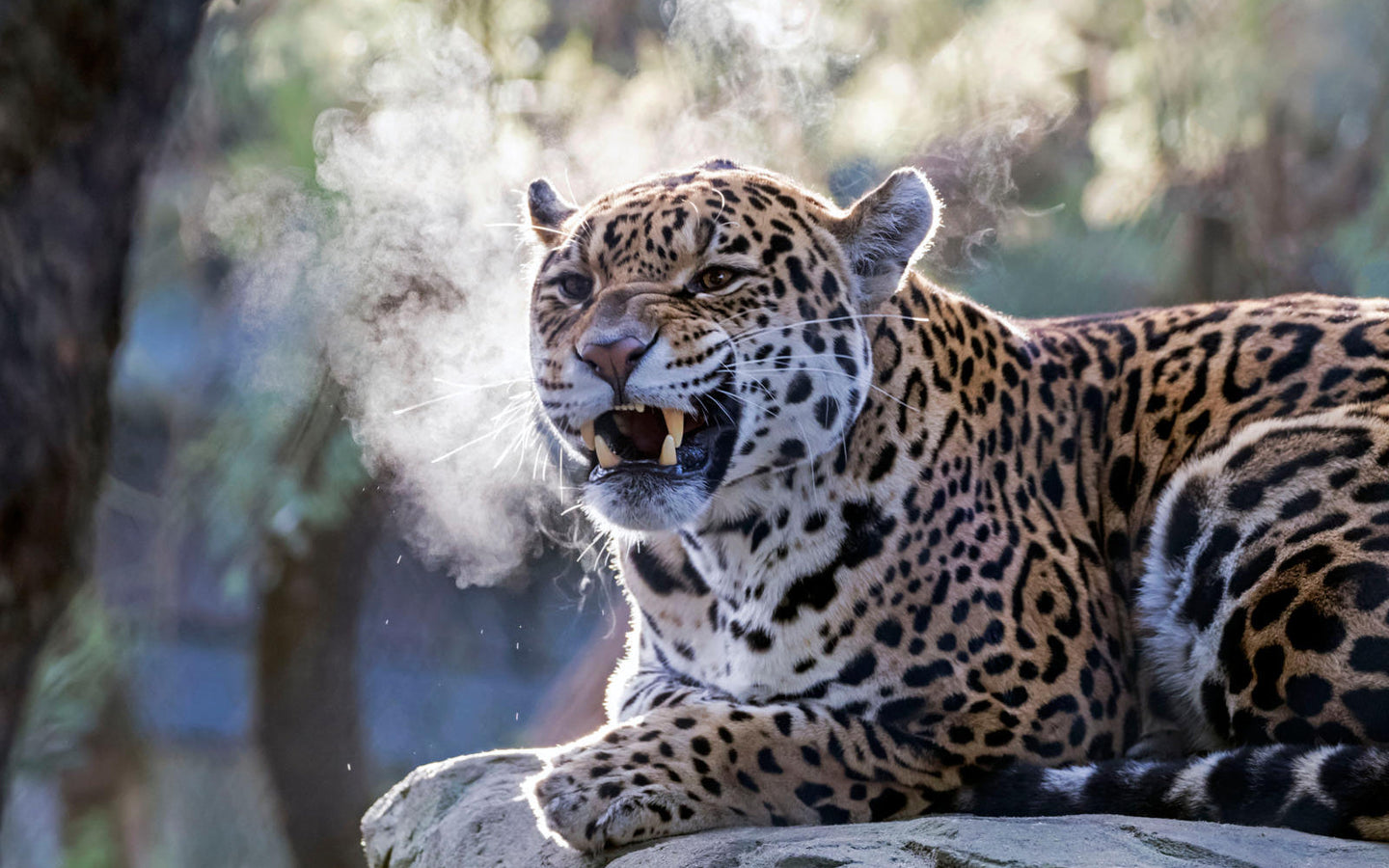 Combiticket ARTIS-Park & ARTIS-Groote Museum - afbeelding 4