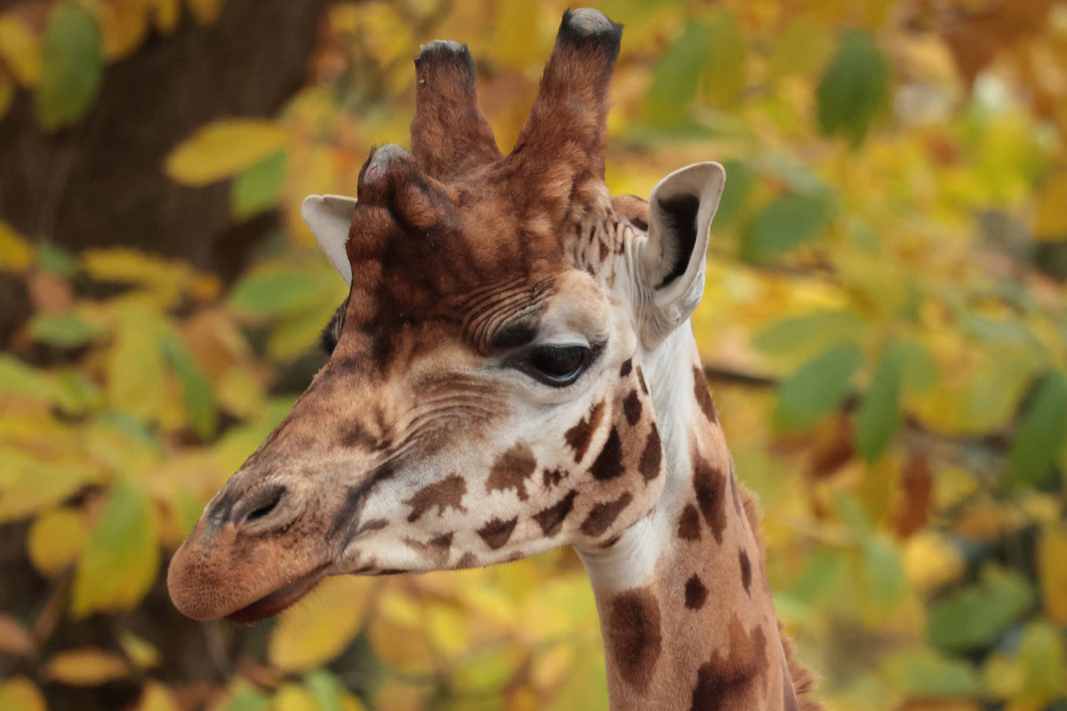 Ouwehands Dierenpark - afbeelding 8