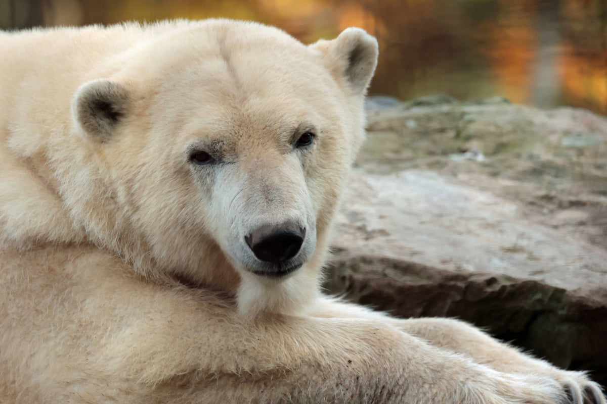 Ouwehands Dierenpark - afbeelding 7