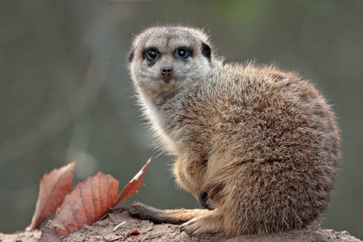 Ouwehands Dierenpark - afbeelding 9