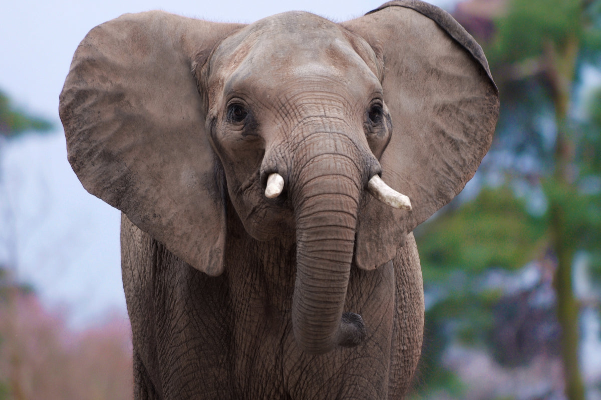 Ouwehands Dierenpark - afbeelding 5