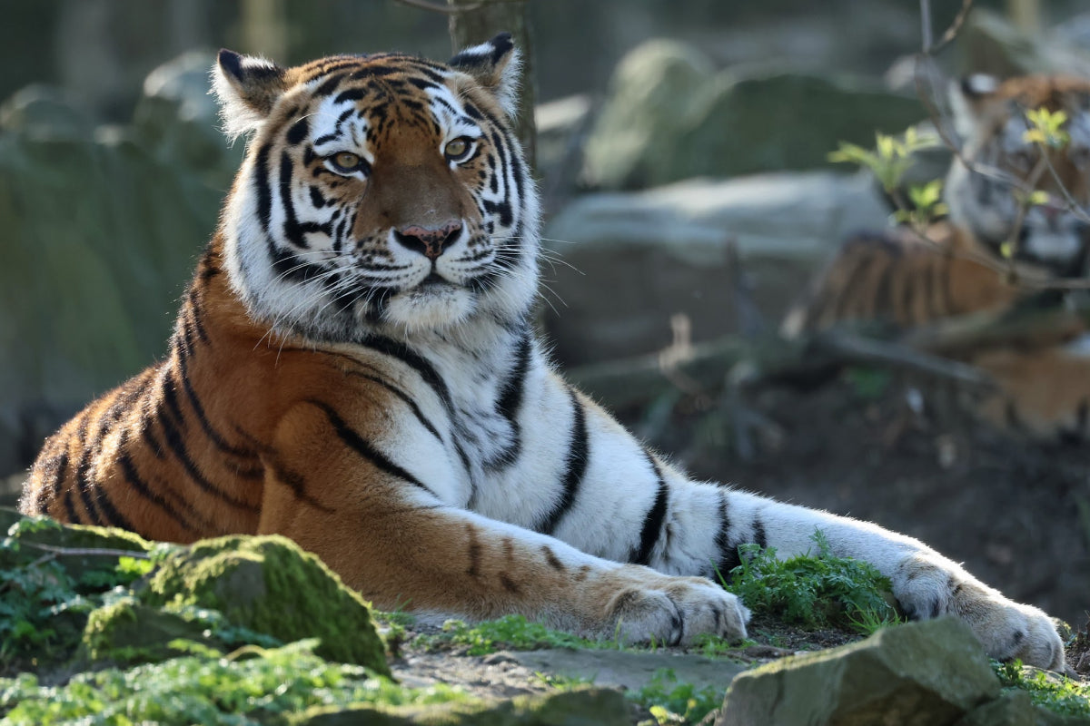 Ouwehands Dierenpark - afbeelding 6