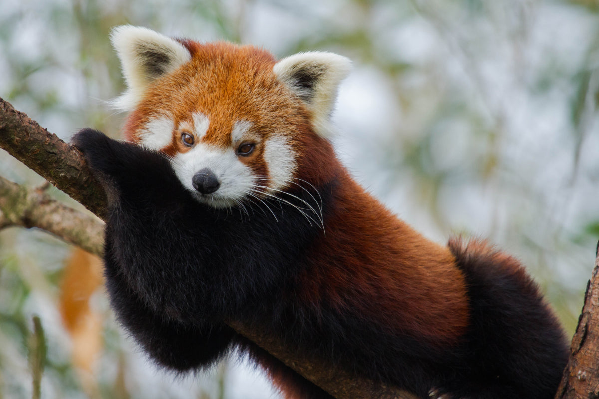 Ouwehands Dierenpark - afbeelding 4