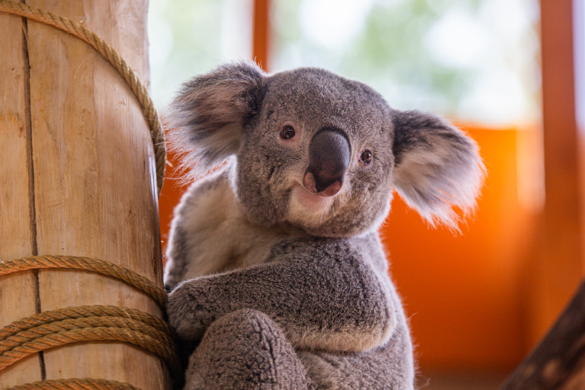 Ouwehands Dierenpark - afbeelding 2